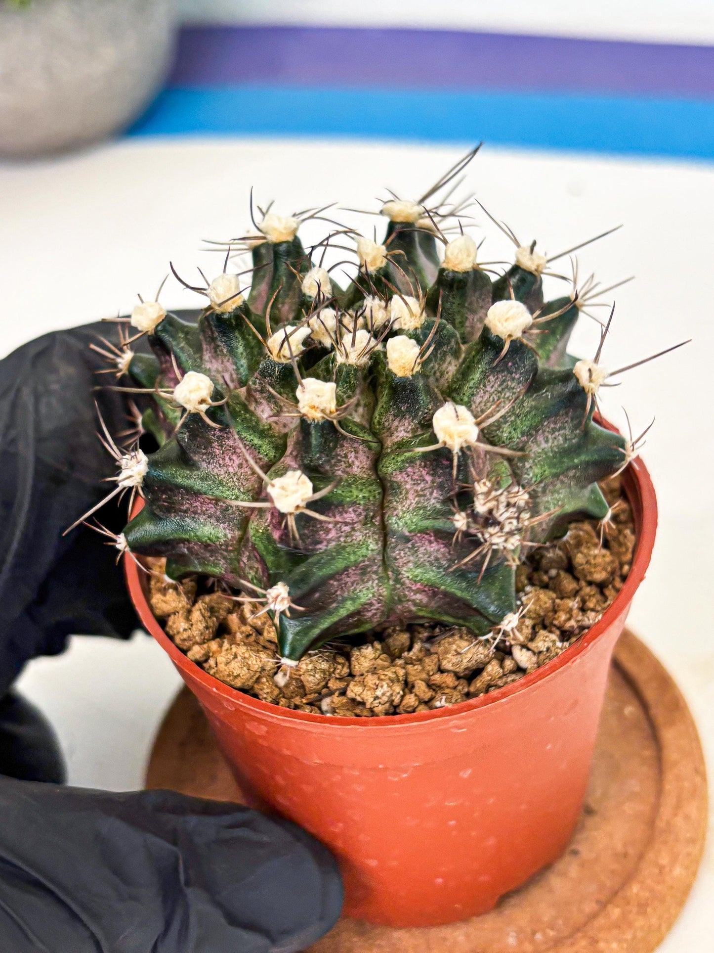 Gymnocalycium T-Rex (gy11) (y3) | Variegated Cactus