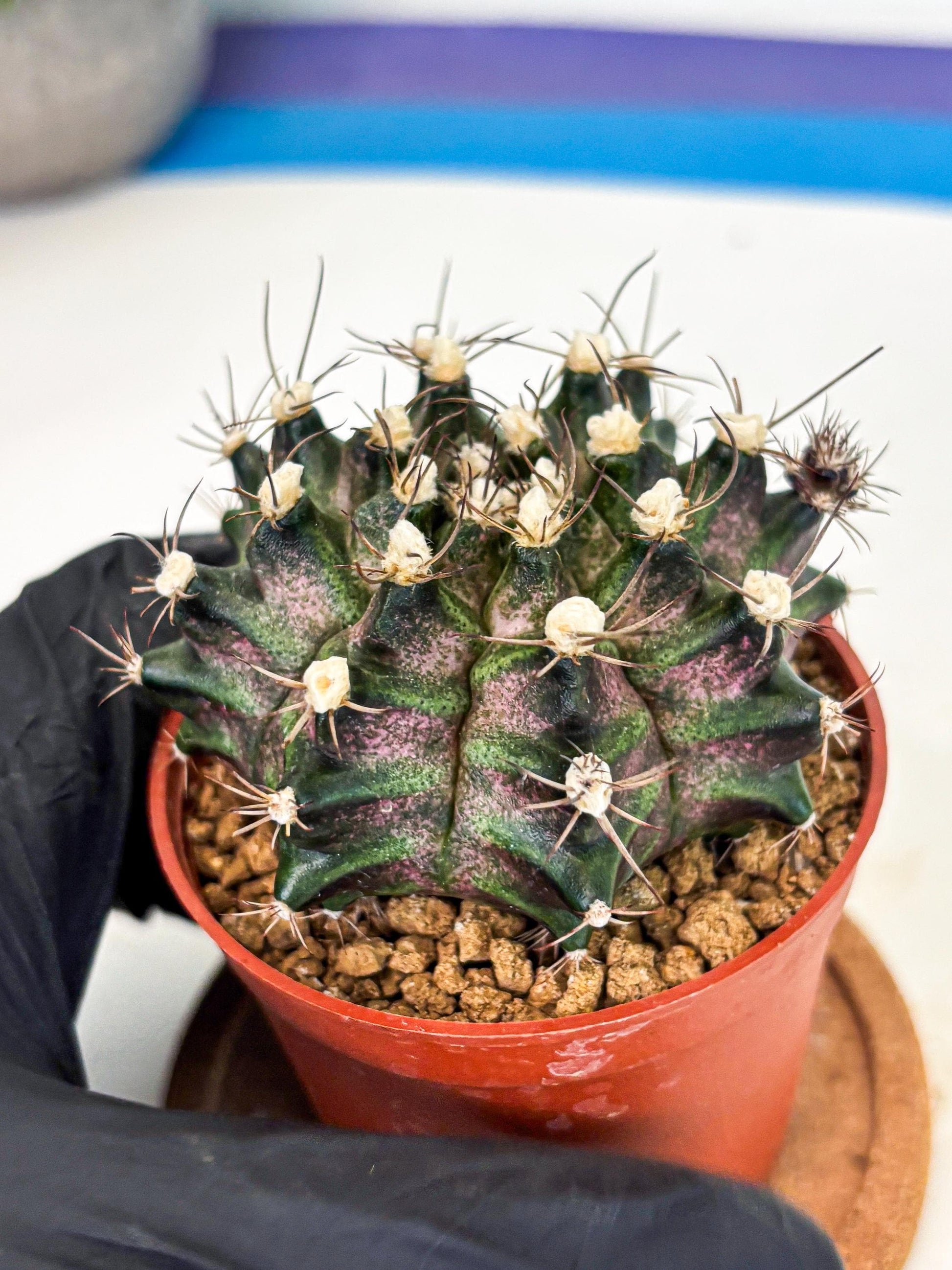 Gymnocalycium T-Rex (gy11) (y3) | Variegated Cactus