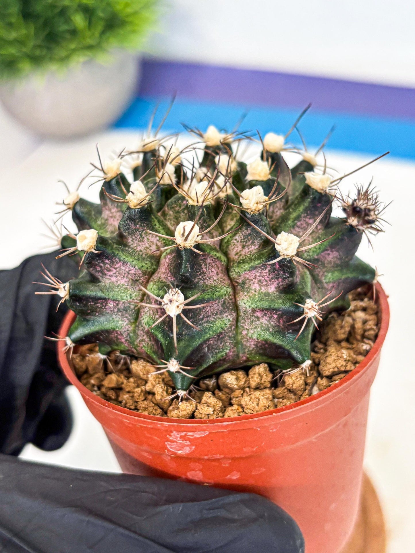 Gymnocalycium T-Rex (gy11) (y3) | Variegated Cactus
