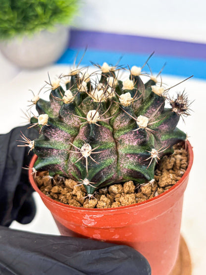 Gymnocalycium T-Rex (gy11) (y3) | Variegated Cactus