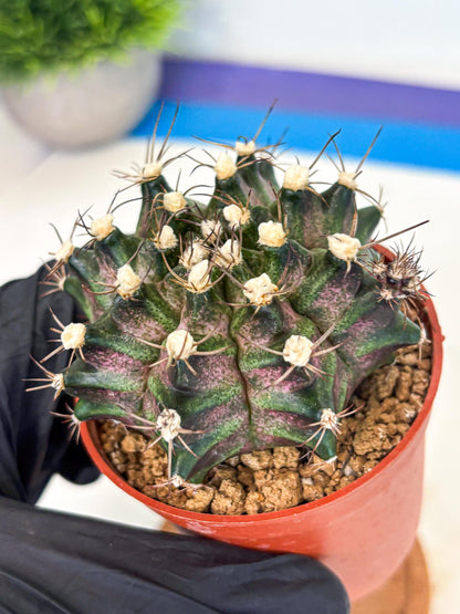 Gymnocalycium T-Rex (gy11) (y3) | Variegated Cactus