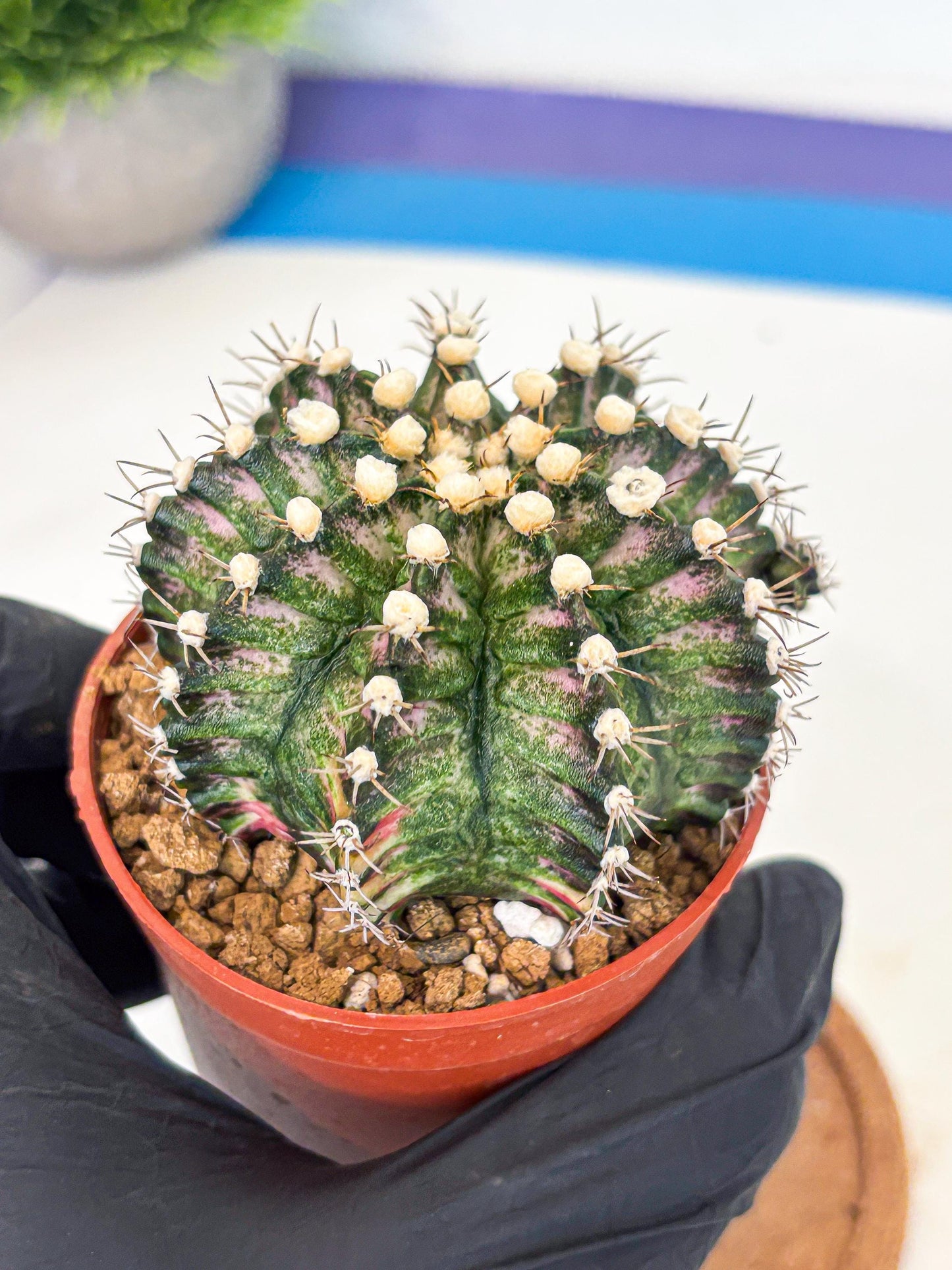 Gymnocalycium T-Rex (gy11) (y4) | Variegated Cactus