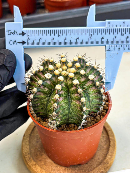 Gymnocalycium T-Rex (gy11) (y4) | Variegated Cactus