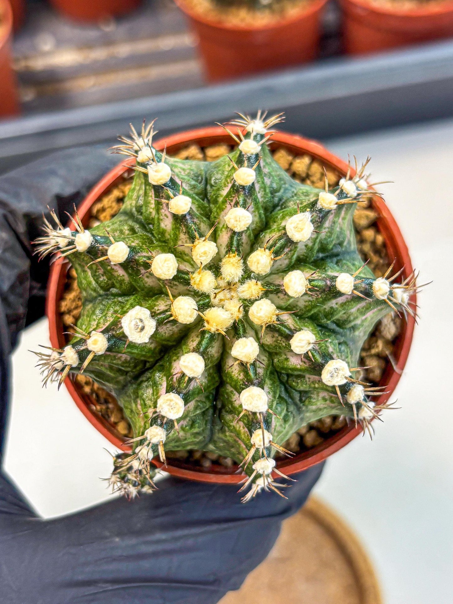 Gymnocalycium T-Rex (gy11) (y4) | Variegated Cactus