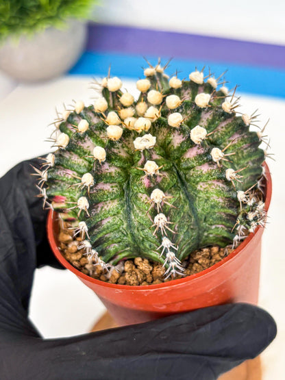 Gymnocalycium T-Rex (gy11) (y4) | Variegated Cactus