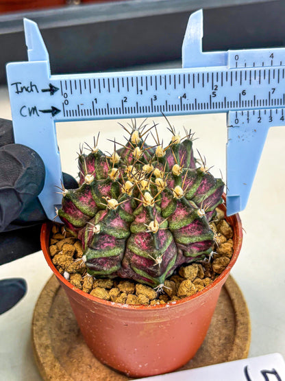 Gymnocalycium T-Rex (gy11) (y5) | Variegated Cactus
