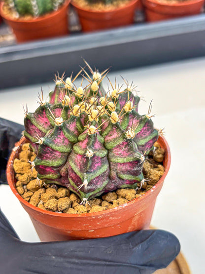 Gymnocalycium T-Rex (gy11) (y5) | Variegated Cactus