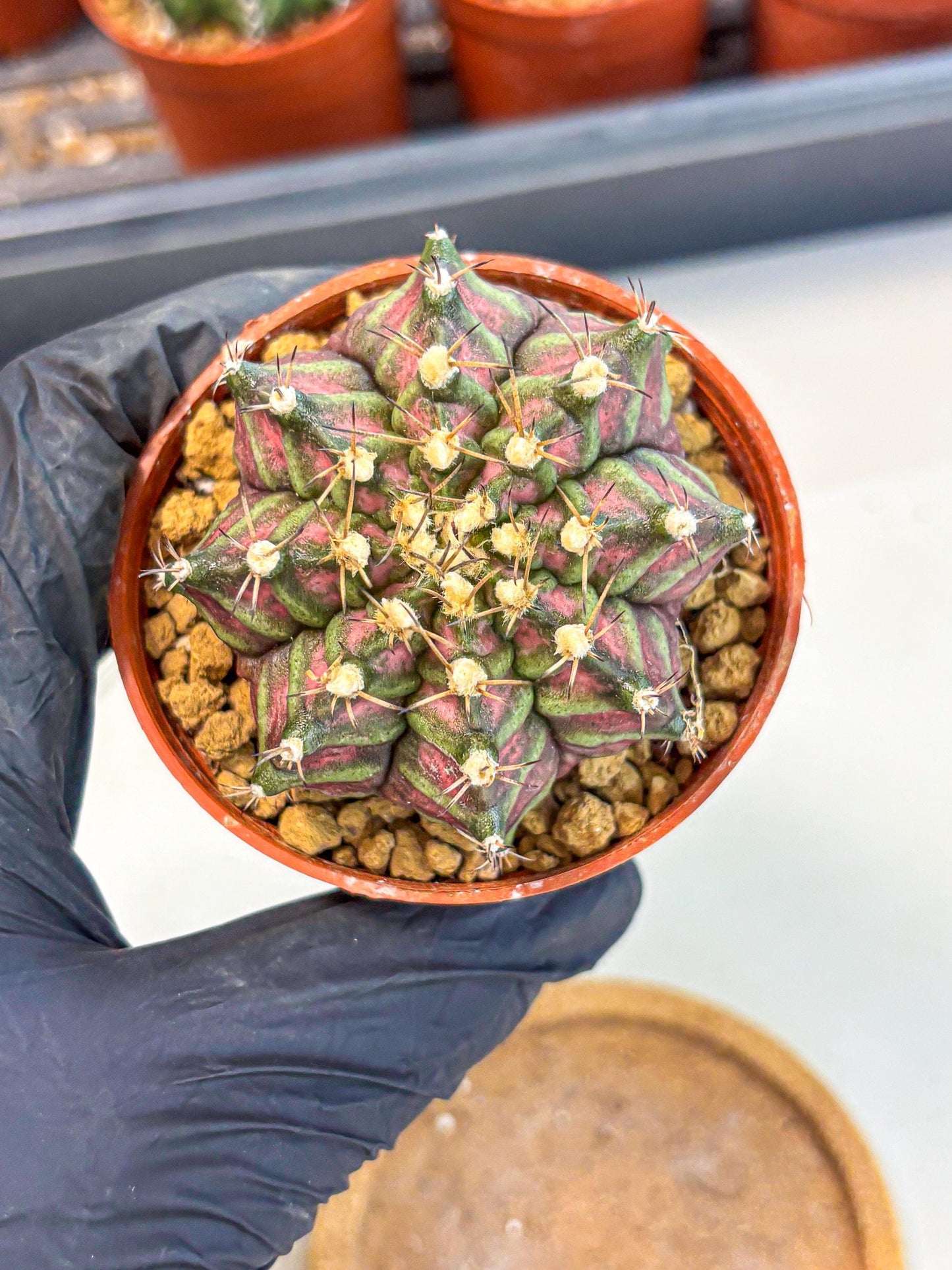 Gymnocalycium T-Rex (gy11) (y5) | Variegated Cactus
