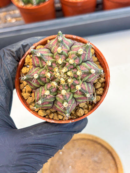 Gymnocalycium T-Rex (gy11) (y5) | Variegated Cactus