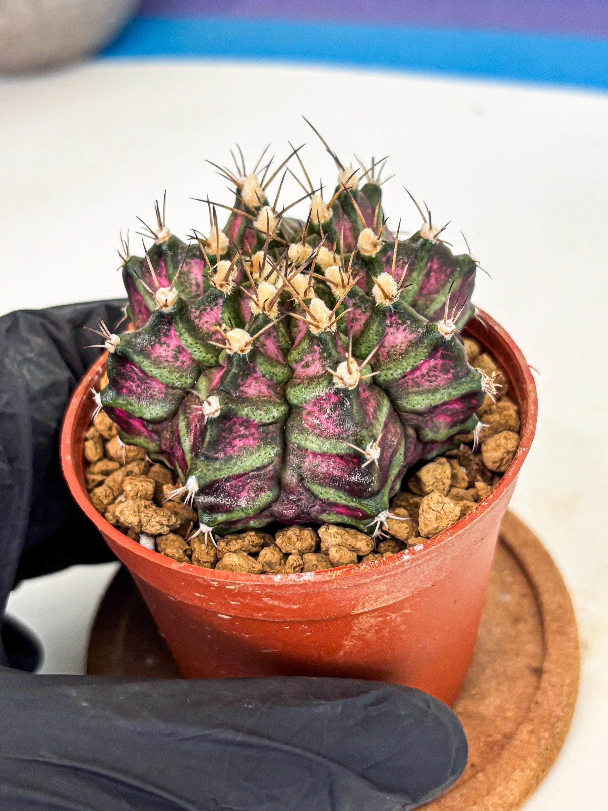 Gymnocalycium T-Rex (gy11) (y5) | Variegated Cactus