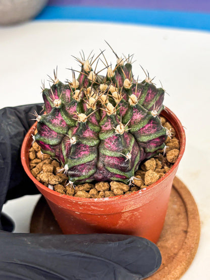 Gymnocalycium T-Rex (gy11) (y5) | Variegated Cactus