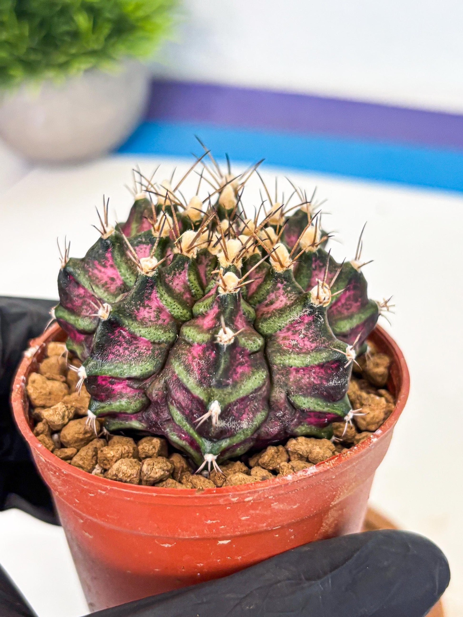 Gymnocalycium T-Rex (gy11) (y5) | Variegated Cactus