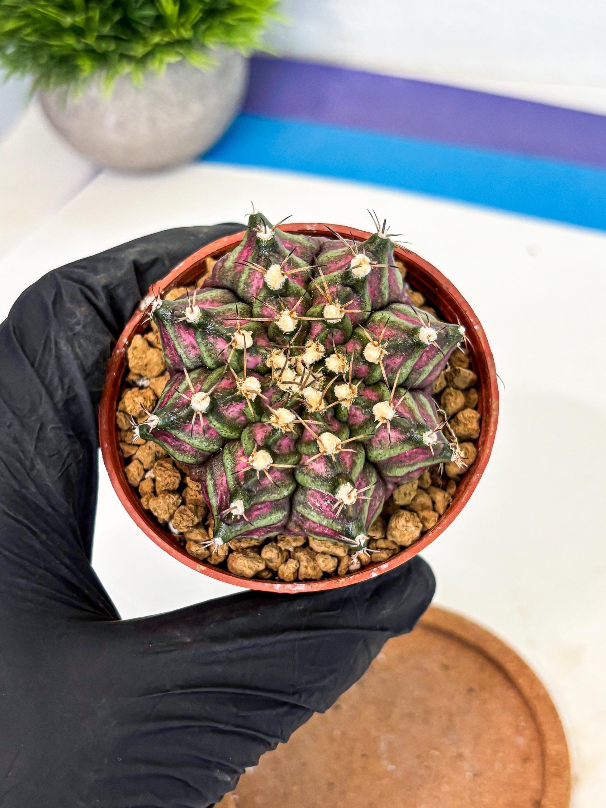 Gymnocalycium T-Rex (gy11) (y5) | Variegated Cactus