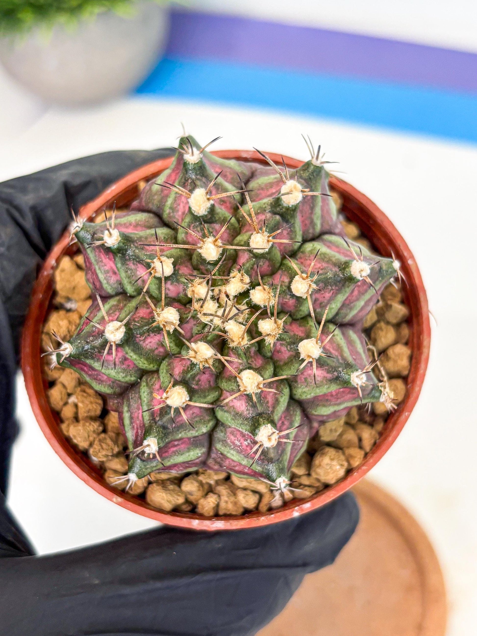 Gymnocalycium T-Rex (gy11) (y5) | Variegated Cactus