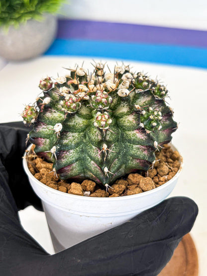 Gymnocalycium T-Rex (gy11) (y6) | Variegated Cactus