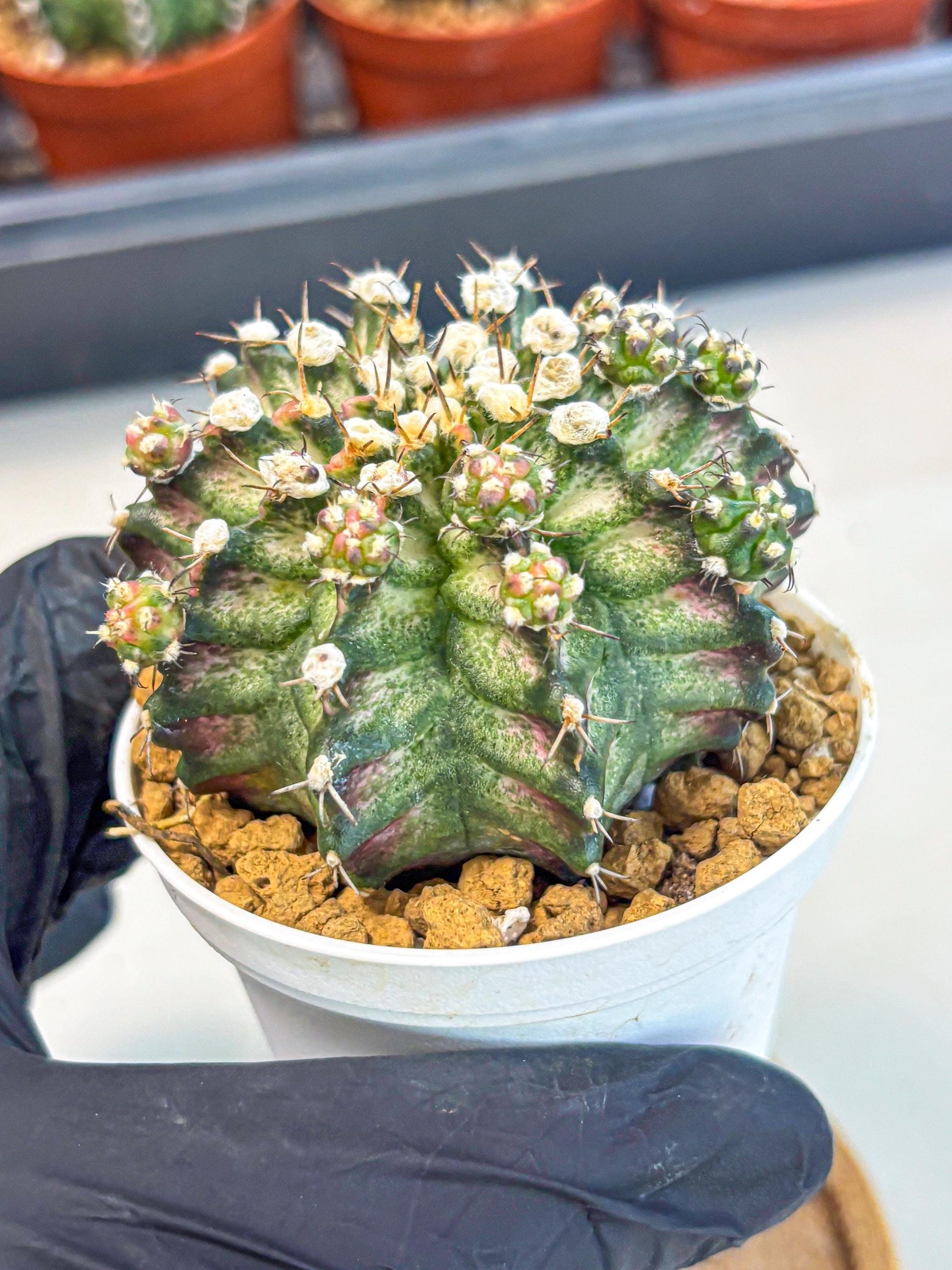 Gymnocalycium T-Rex (gy11) (y6) | Variegated Cactus
