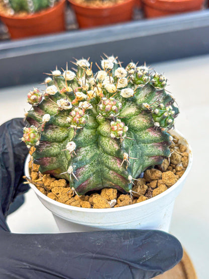 Gymnocalycium T-Rex (gy11) (y6) | Variegated Cactus