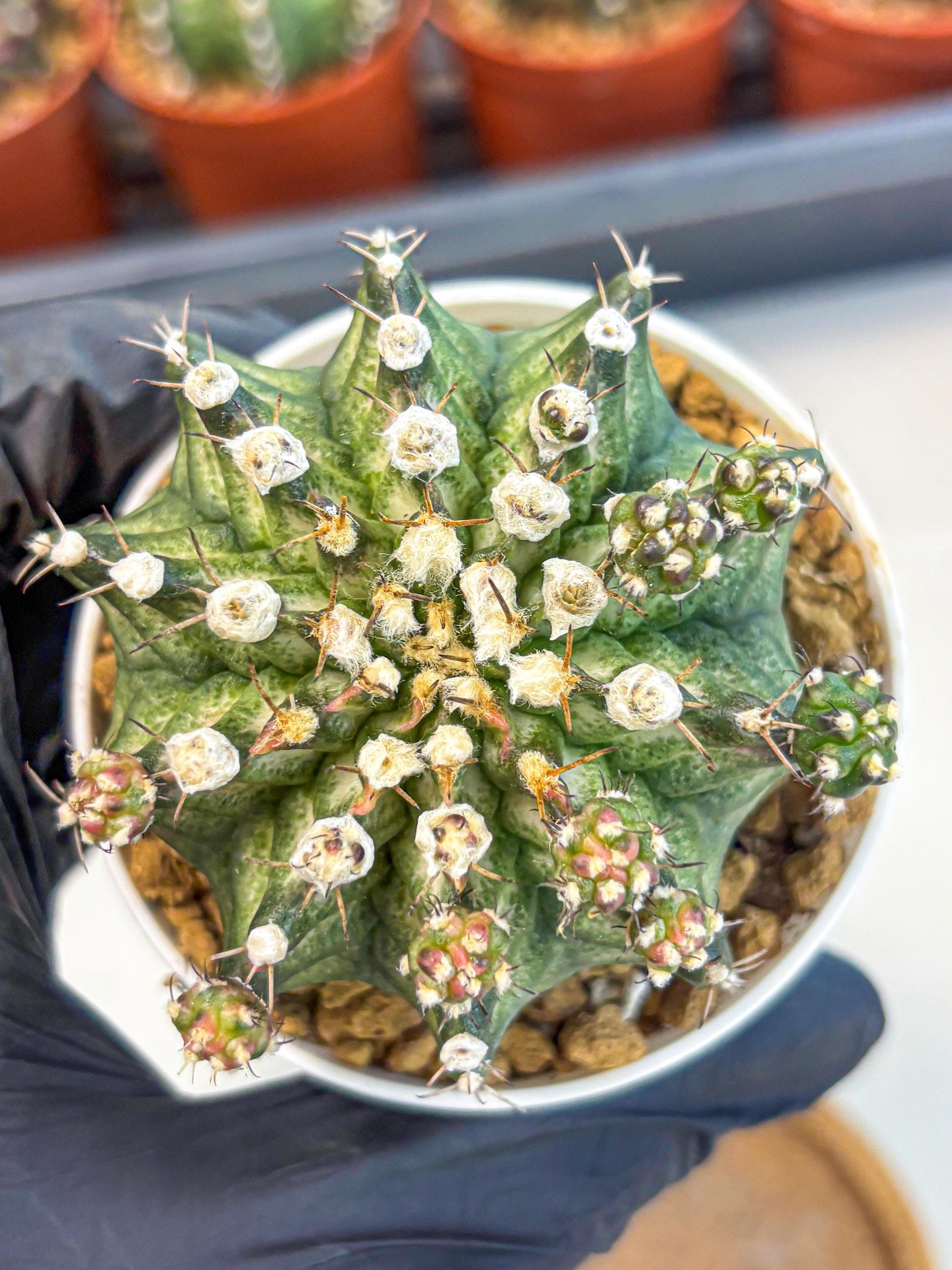 Gymnocalycium T-Rex (gy11) (y6) | Variegated Cactus