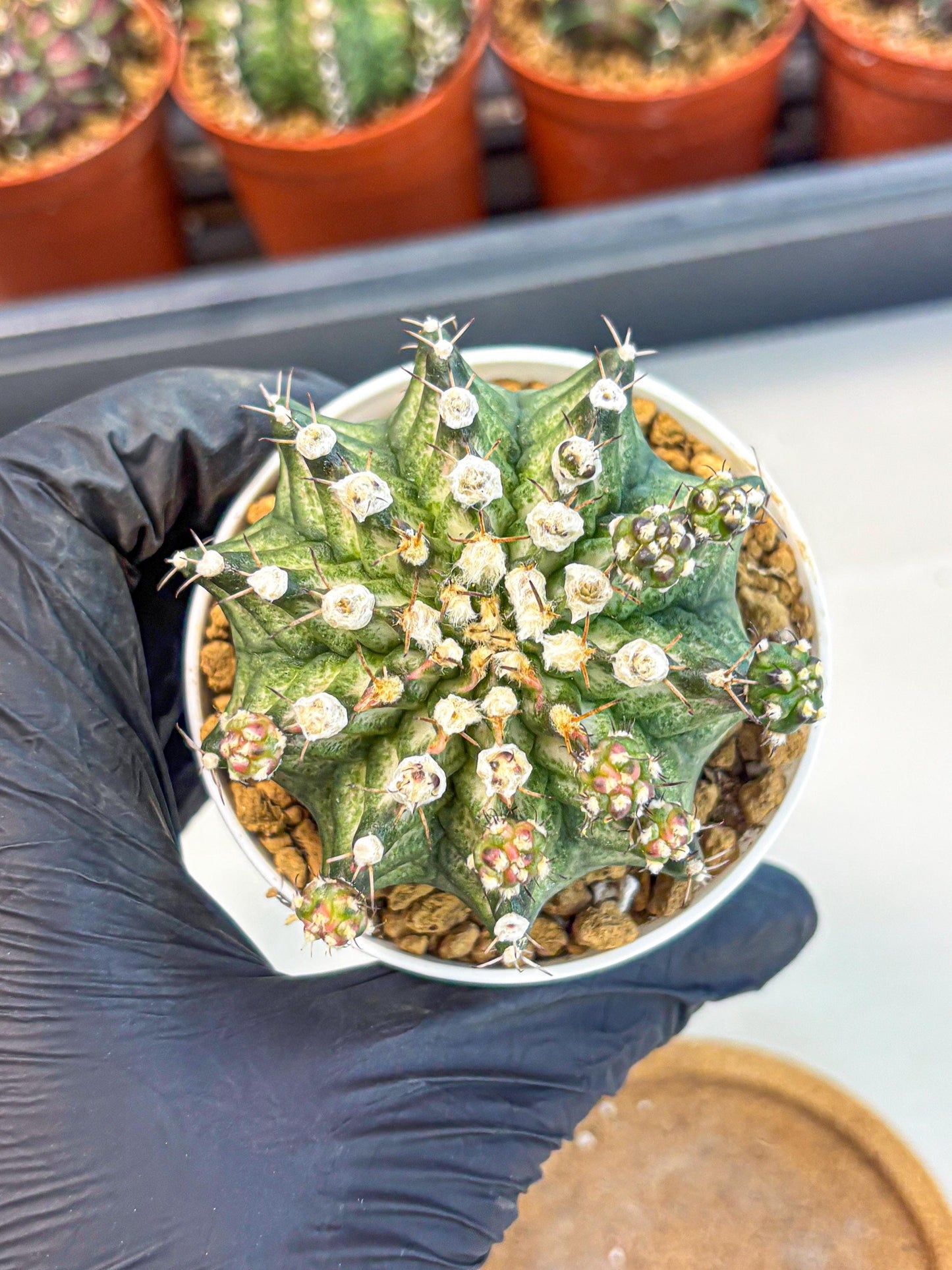 Gymnocalycium T-Rex (gy11) (y6) | Variegated Cactus