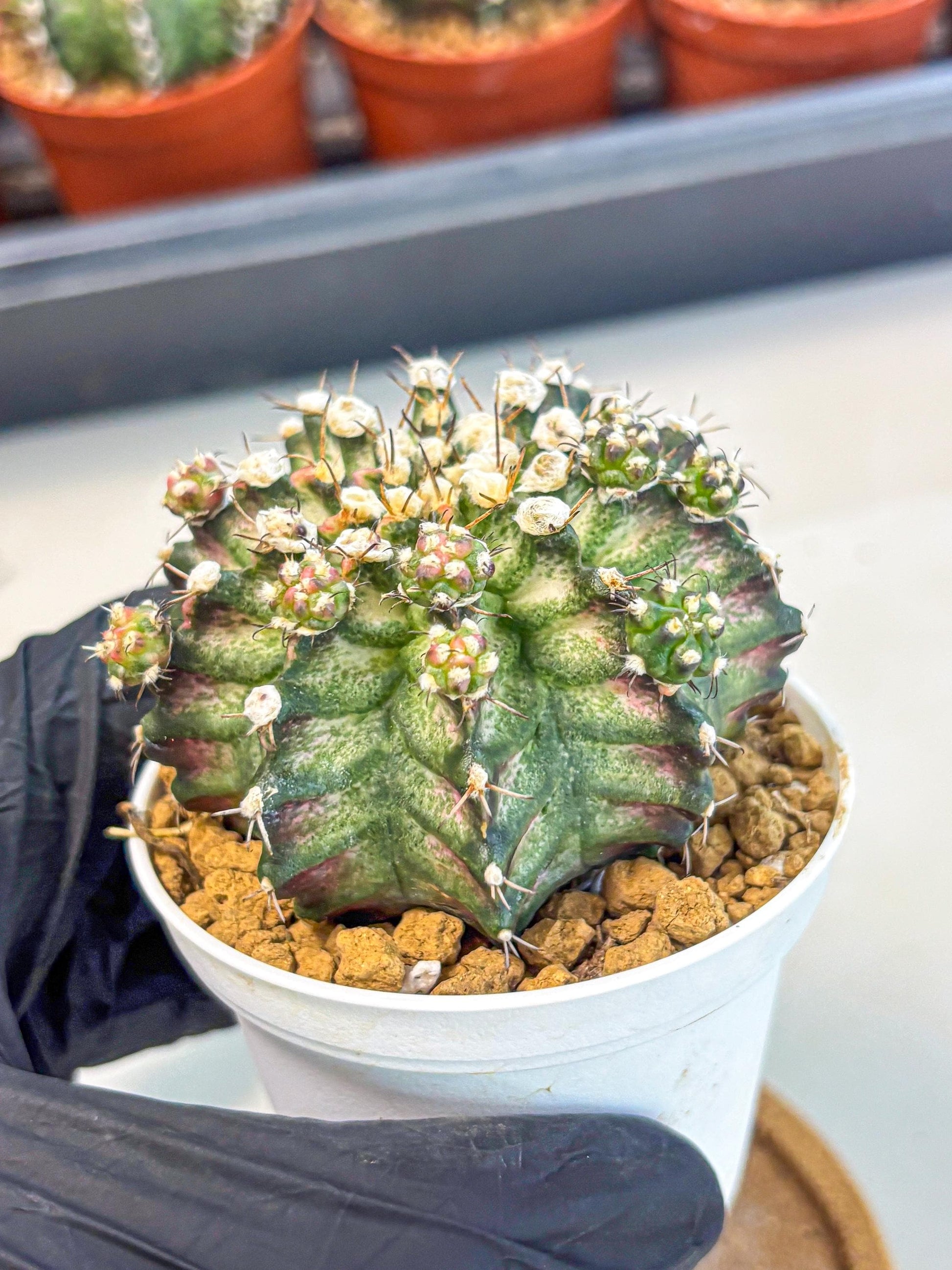Gymnocalycium T-Rex (gy11) (y6) | Variegated Cactus