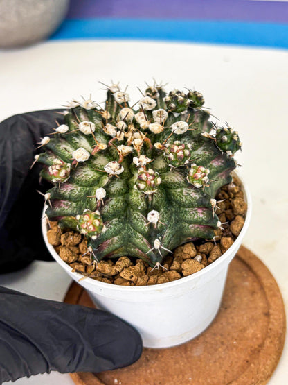 Gymnocalycium T-Rex (gy11) (y6) | Variegated Cactus