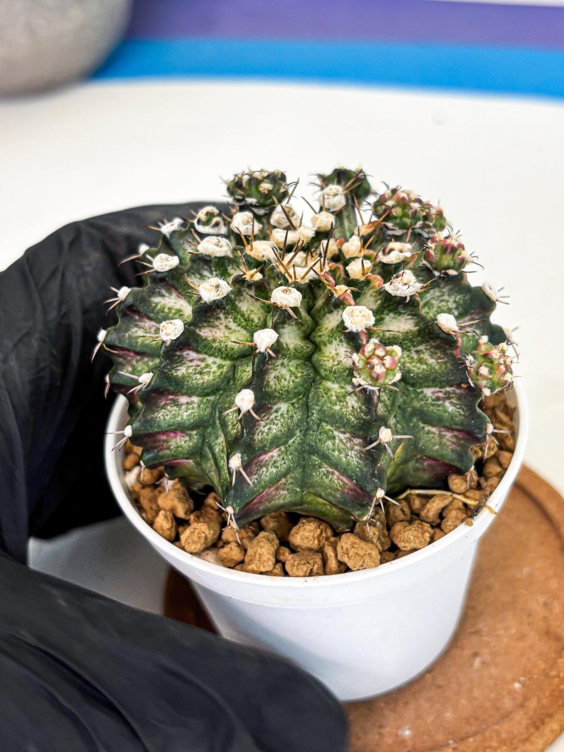 Gymnocalycium T-Rex (gy11) (y6) | Variegated Cactus