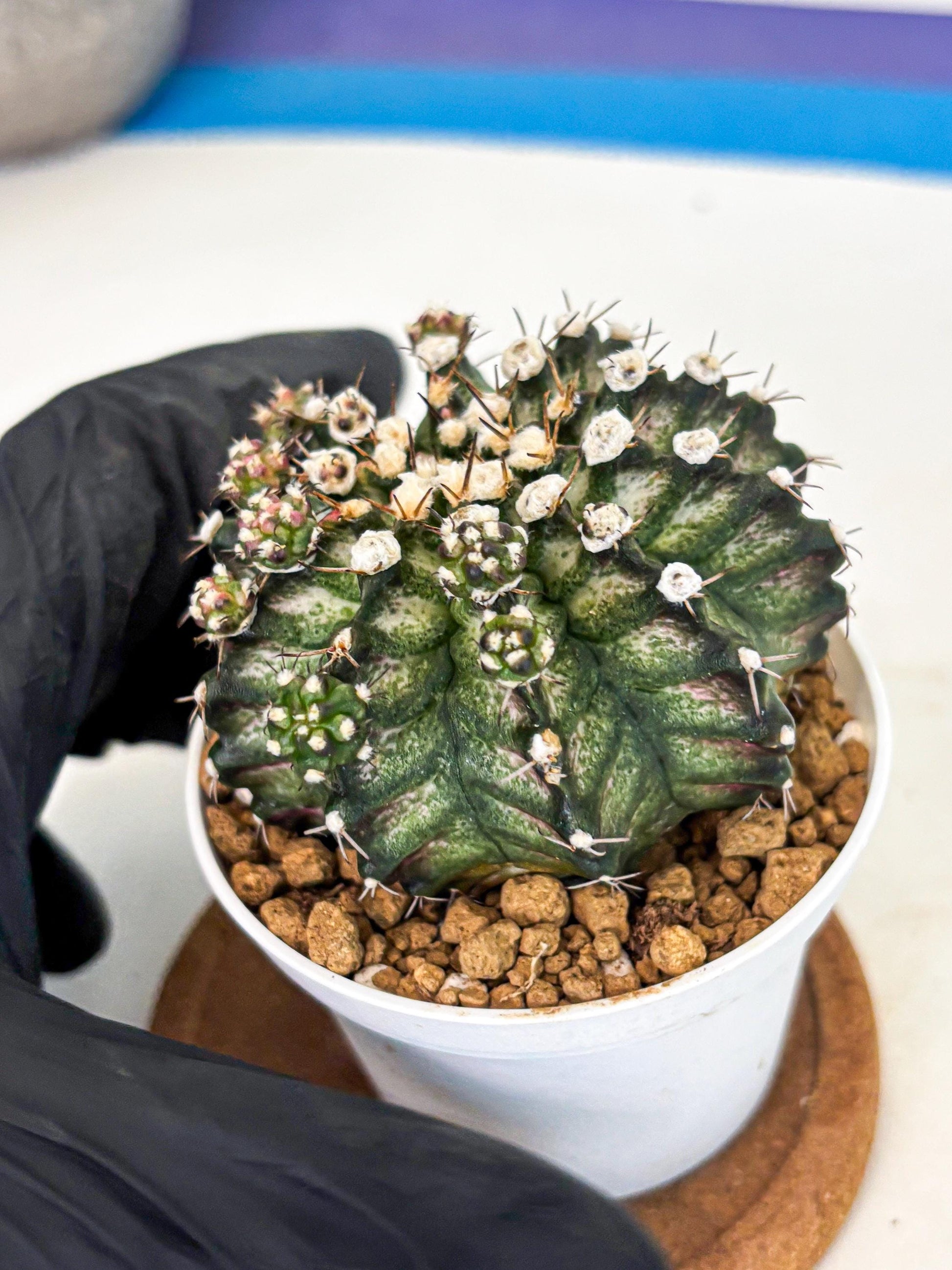 Gymnocalycium T-Rex (gy11) (y6) | Variegated Cactus