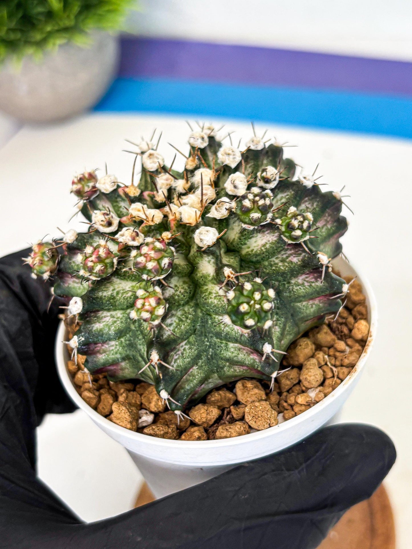 Gymnocalycium T-Rex (gy11) (y6) | Variegated Cactus