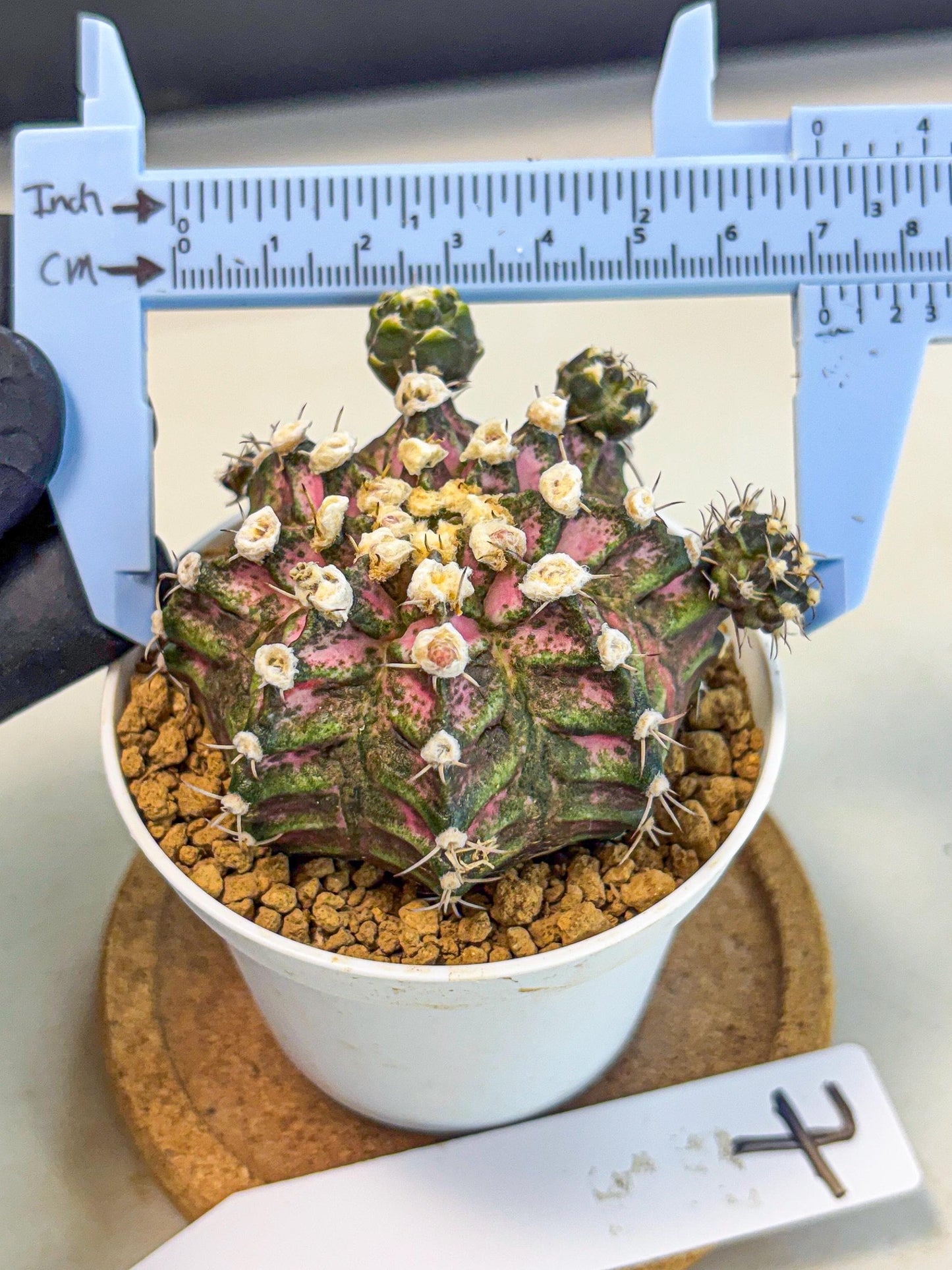 Gymnocalycium T-Rex (gy11) (y7) | Variegated Cactus