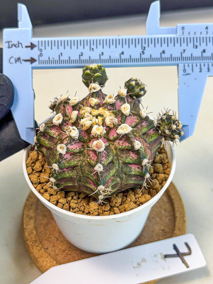 Gymnocalycium T-Rex (gy11) (y7) | Variegated Cactus
