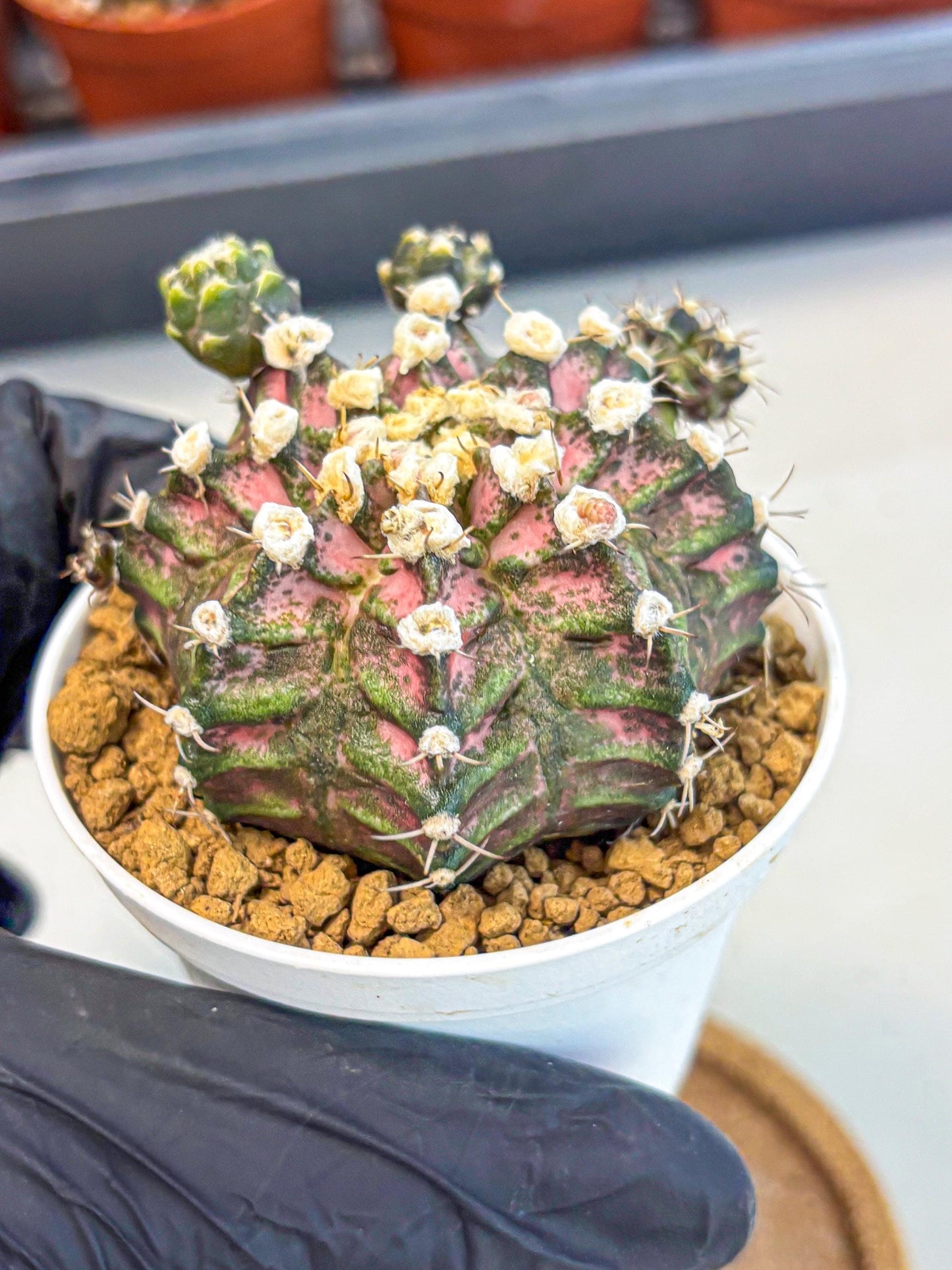 Gymnocalycium T-Rex (gy11) (y7) | Variegated Cactus