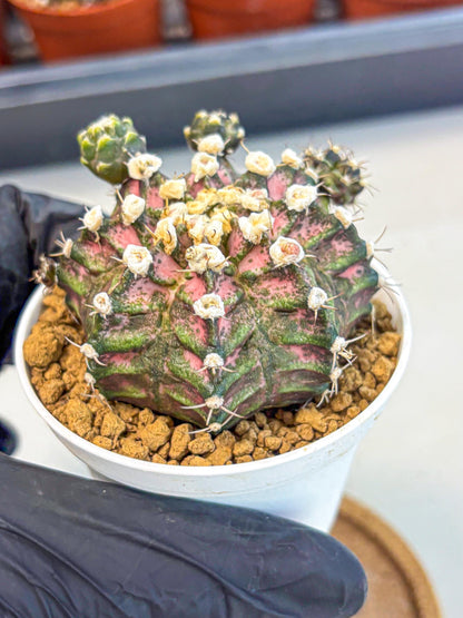 Gymnocalycium T-Rex (gy11) (y7) | Variegated Cactus
