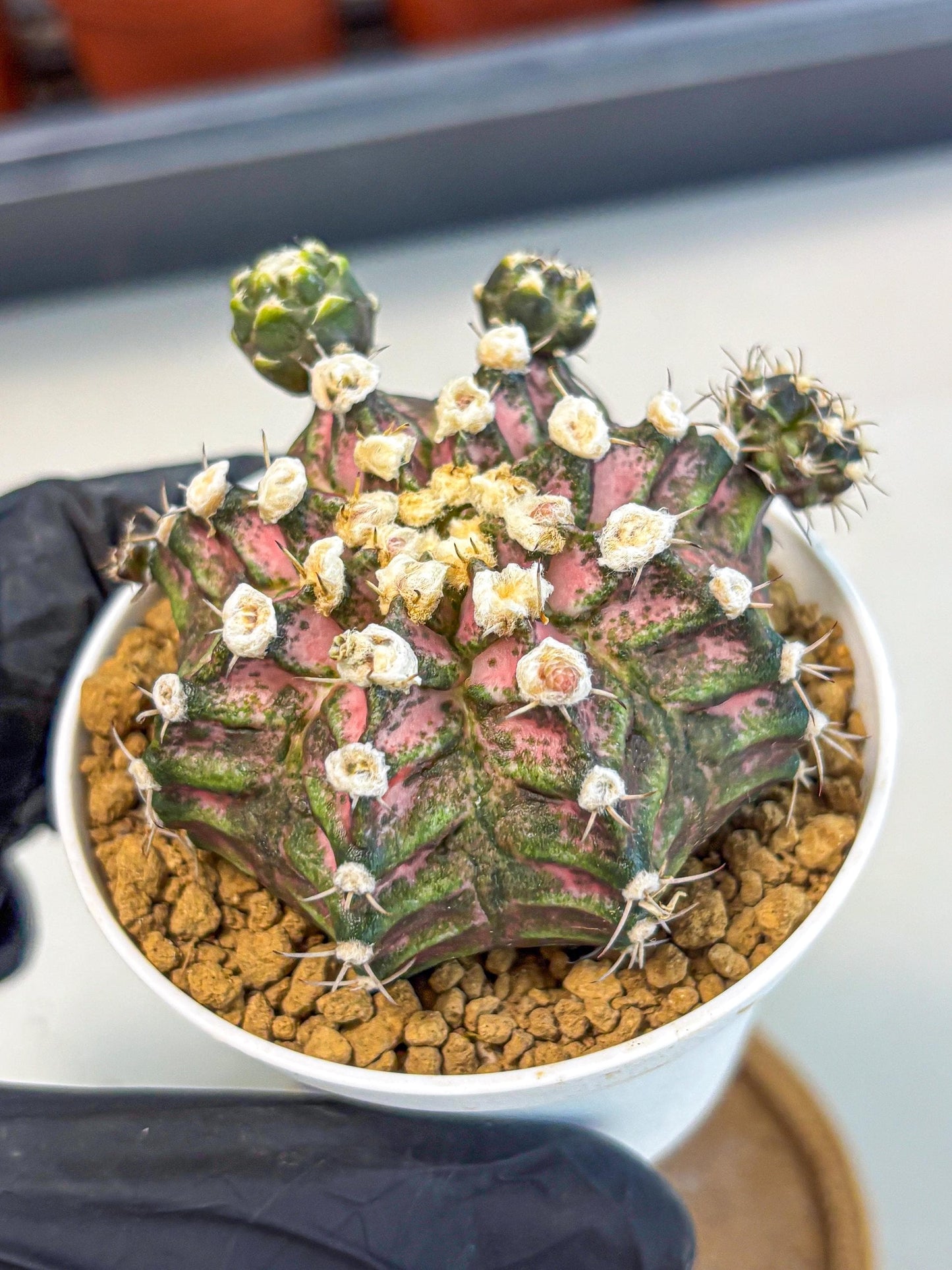 Gymnocalycium T-Rex (gy11) (y7) | Variegated Cactus