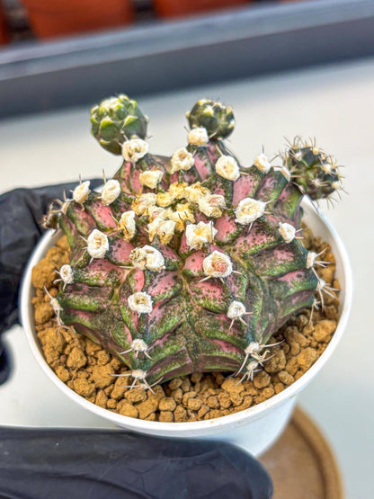 Gymnocalycium T-Rex (gy11) (y7) | Variegated Cactus