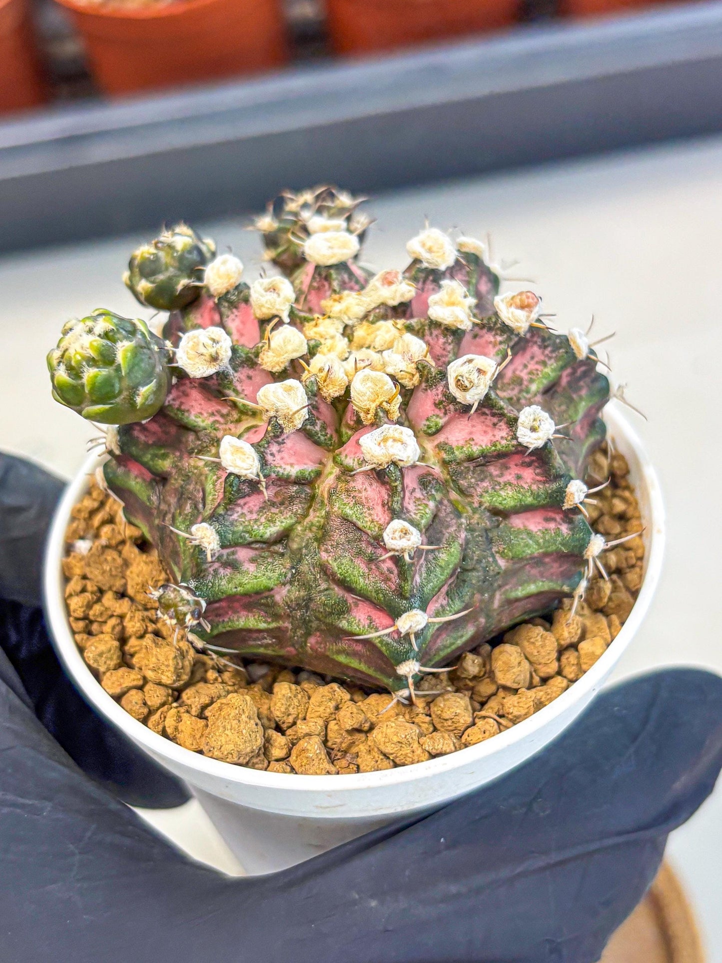 Gymnocalycium T-Rex (gy11) (y7) | Variegated Cactus