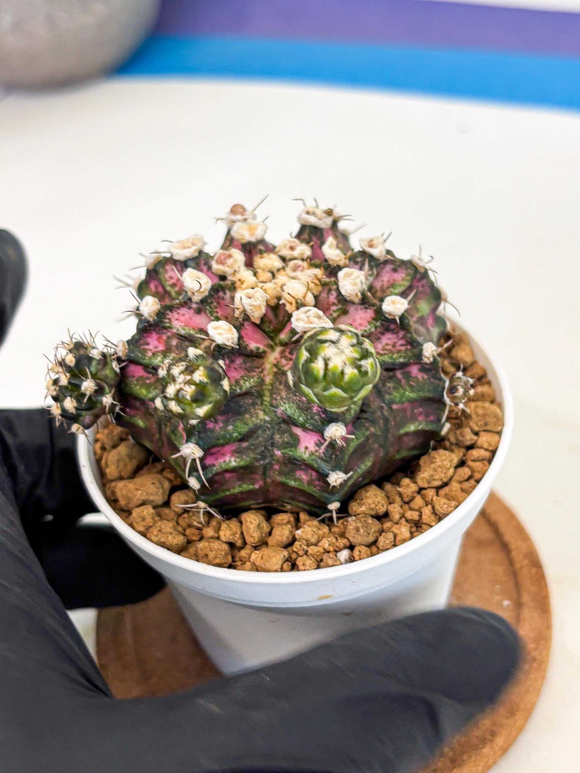 Gymnocalycium T-Rex (gy11) (y7) | Variegated Cactus