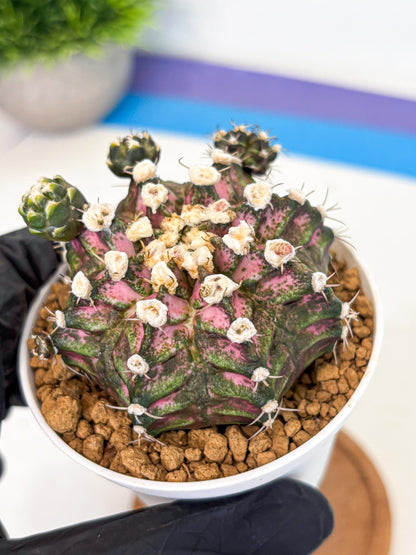 Gymnocalycium T-Rex (gy11) (y7) | Variegated Cactus