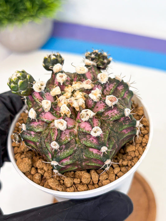 Gymnocalycium T-Rex (gy11) (y7) | Variegated Cactus