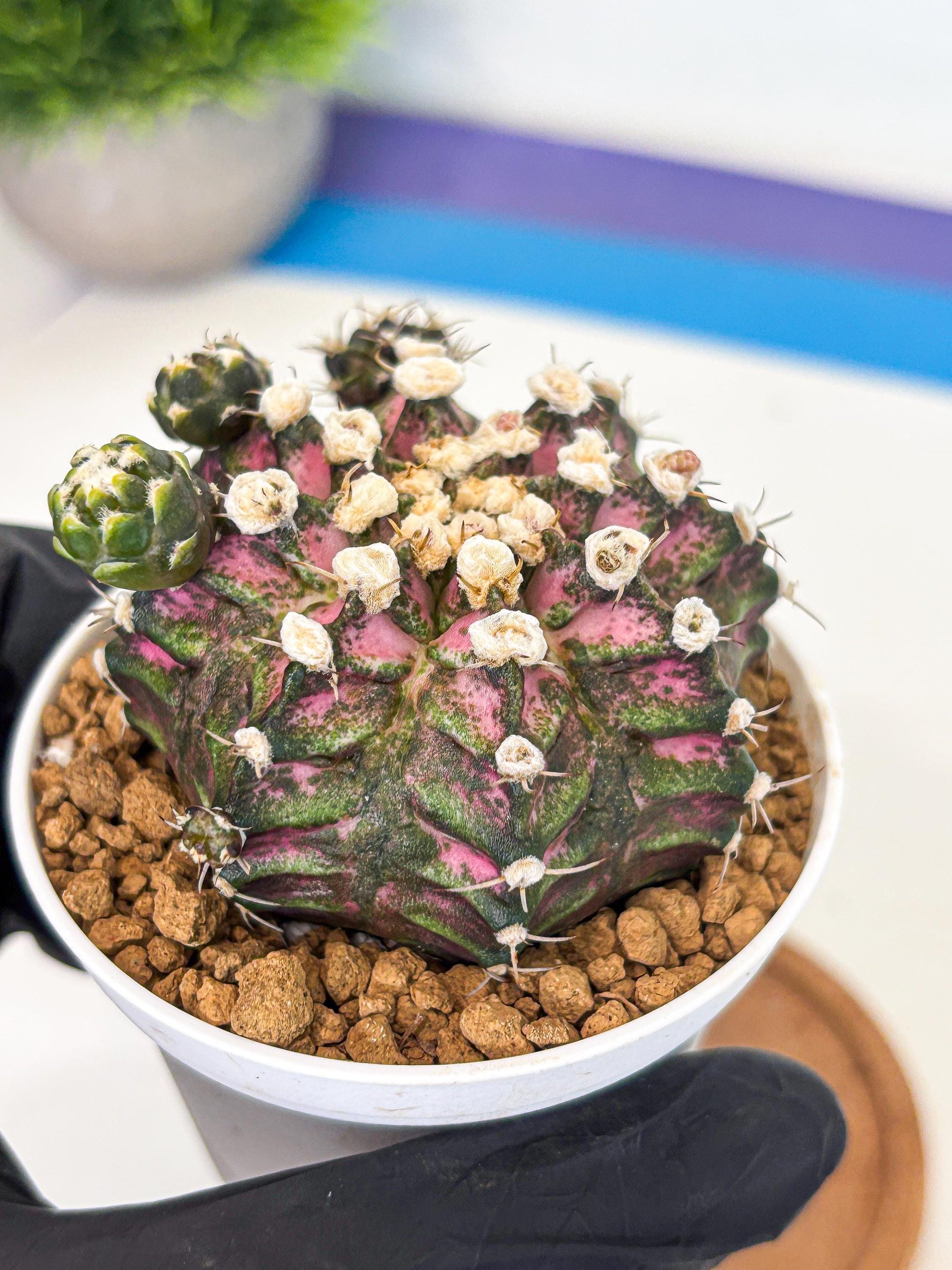 Gymnocalycium T-Rex (gy11) (y7) | Variegated Cactus