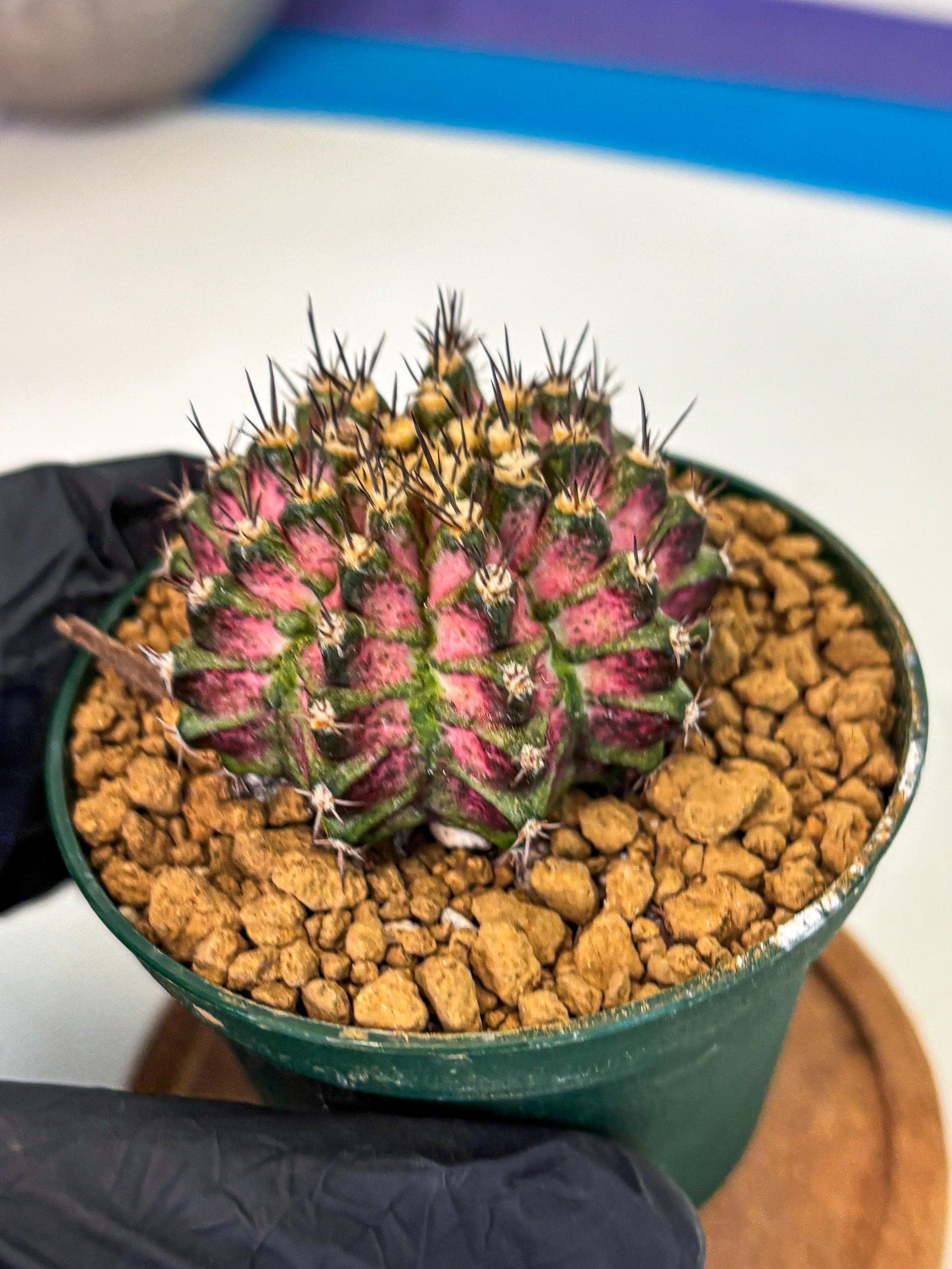 Gymnocalycium T-Rex (oo) (p) | Variegated Cactus