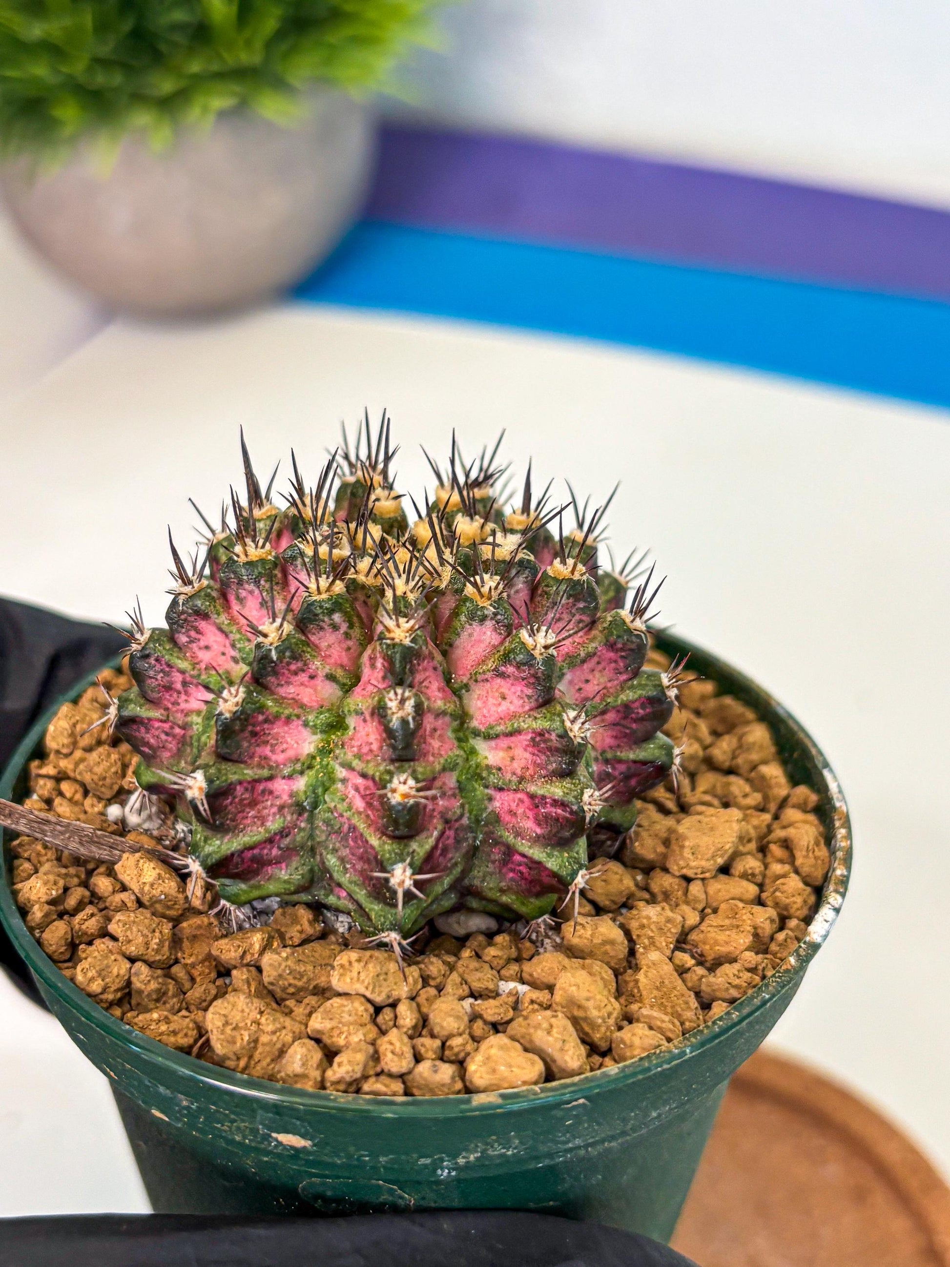 Gymnocalycium T-Rex (oo) (p) | Variegated Cactus