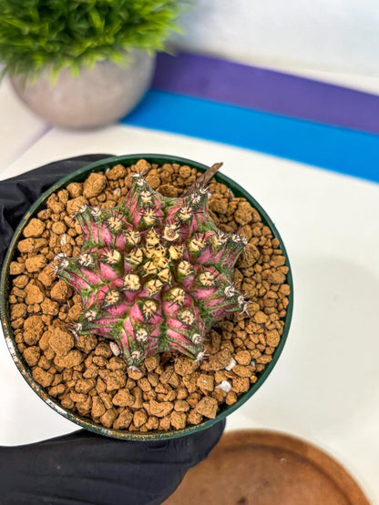 Gymnocalycium T-Rex (oo) (p) | Variegated Cactus