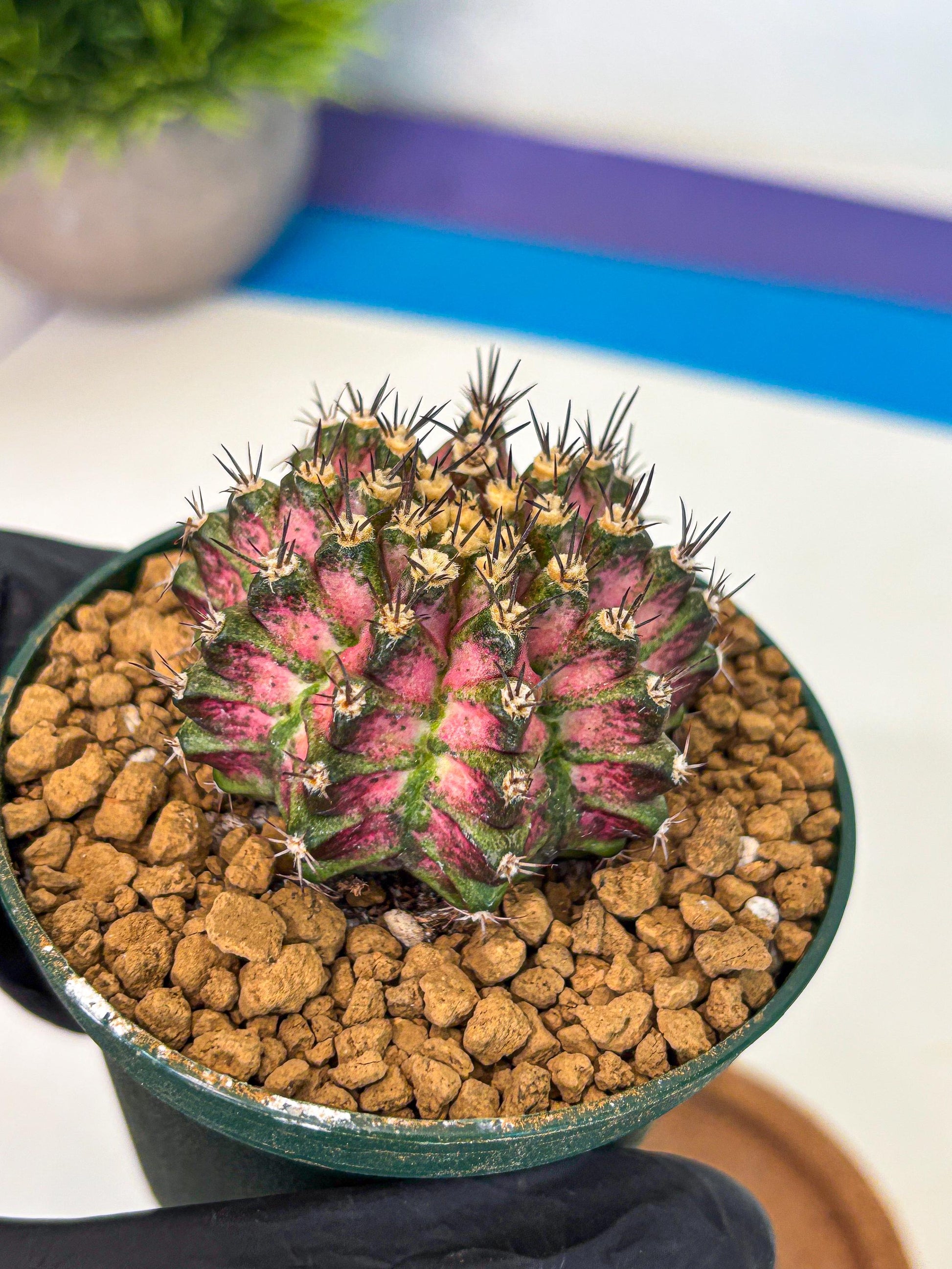 Gymnocalycium T-Rex (oo) (p) | Variegated Cactus