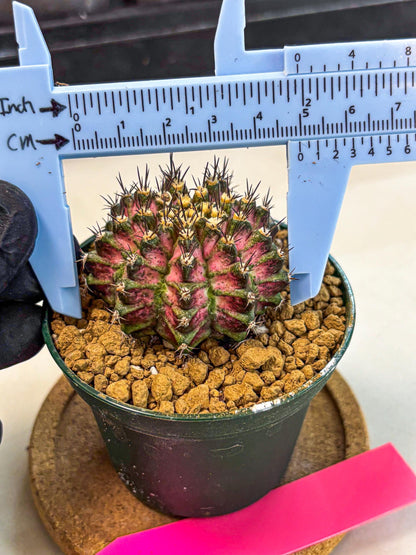 Gymnocalycium T-Rex (oo) (p) | Variegated Cactus