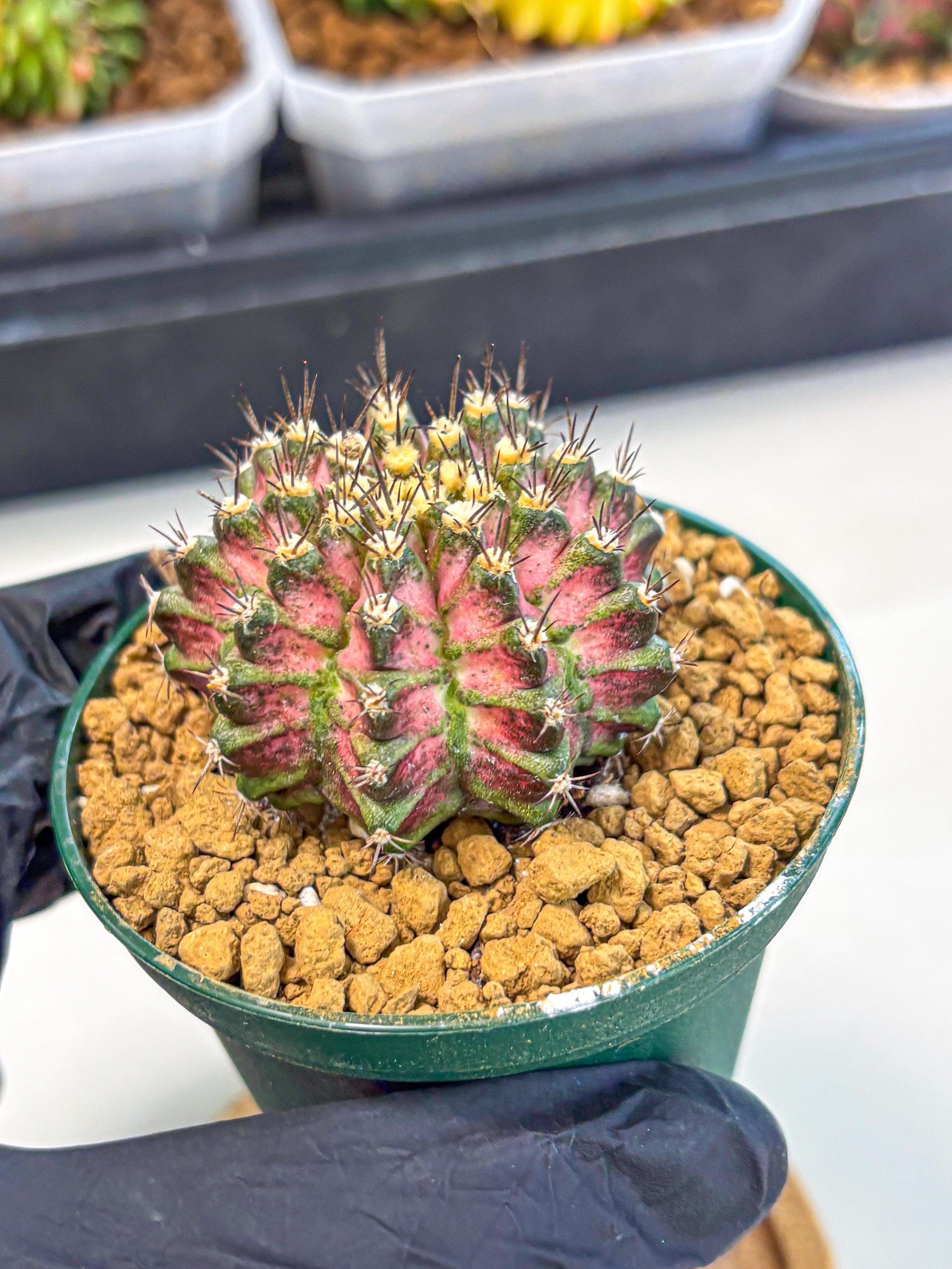 Gymnocalycium T-Rex (oo) (p) | Variegated Cactus