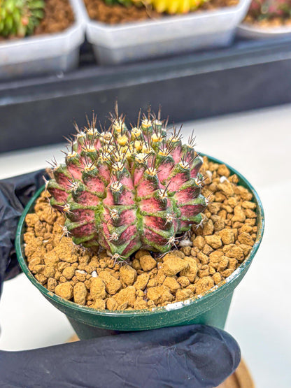 Gymnocalycium T-Rex (oo) (p) | Variegated Cactus