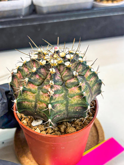 Gymnocalycium T-Rex (oo) (py) | Variegated Cactus