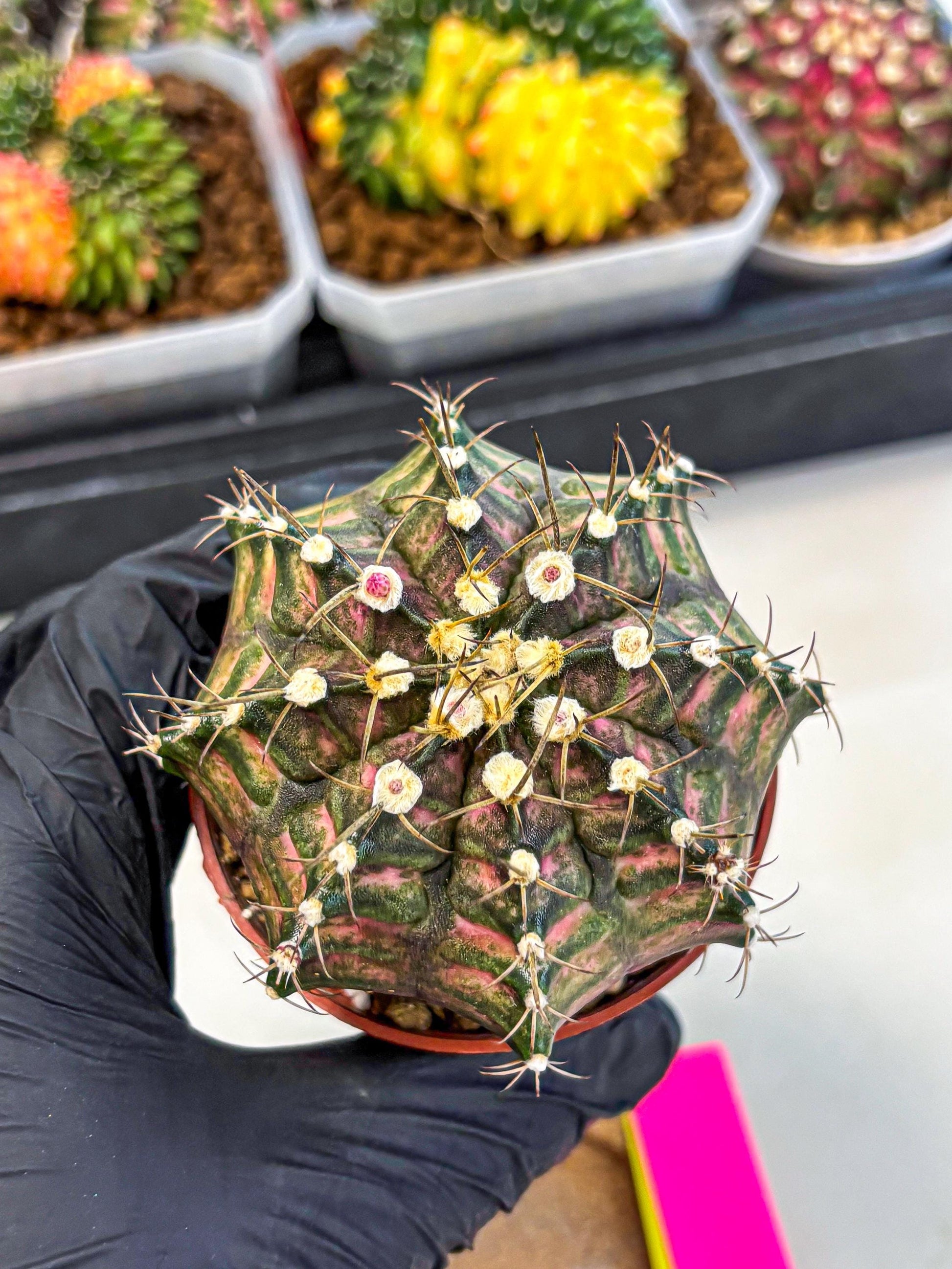 Gymnocalycium T-Rex (oo) (py) | Variegated Cactus