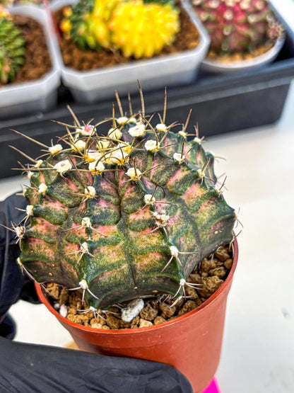 Gymnocalycium T-Rex (oo) (py) | Variegated Cactus