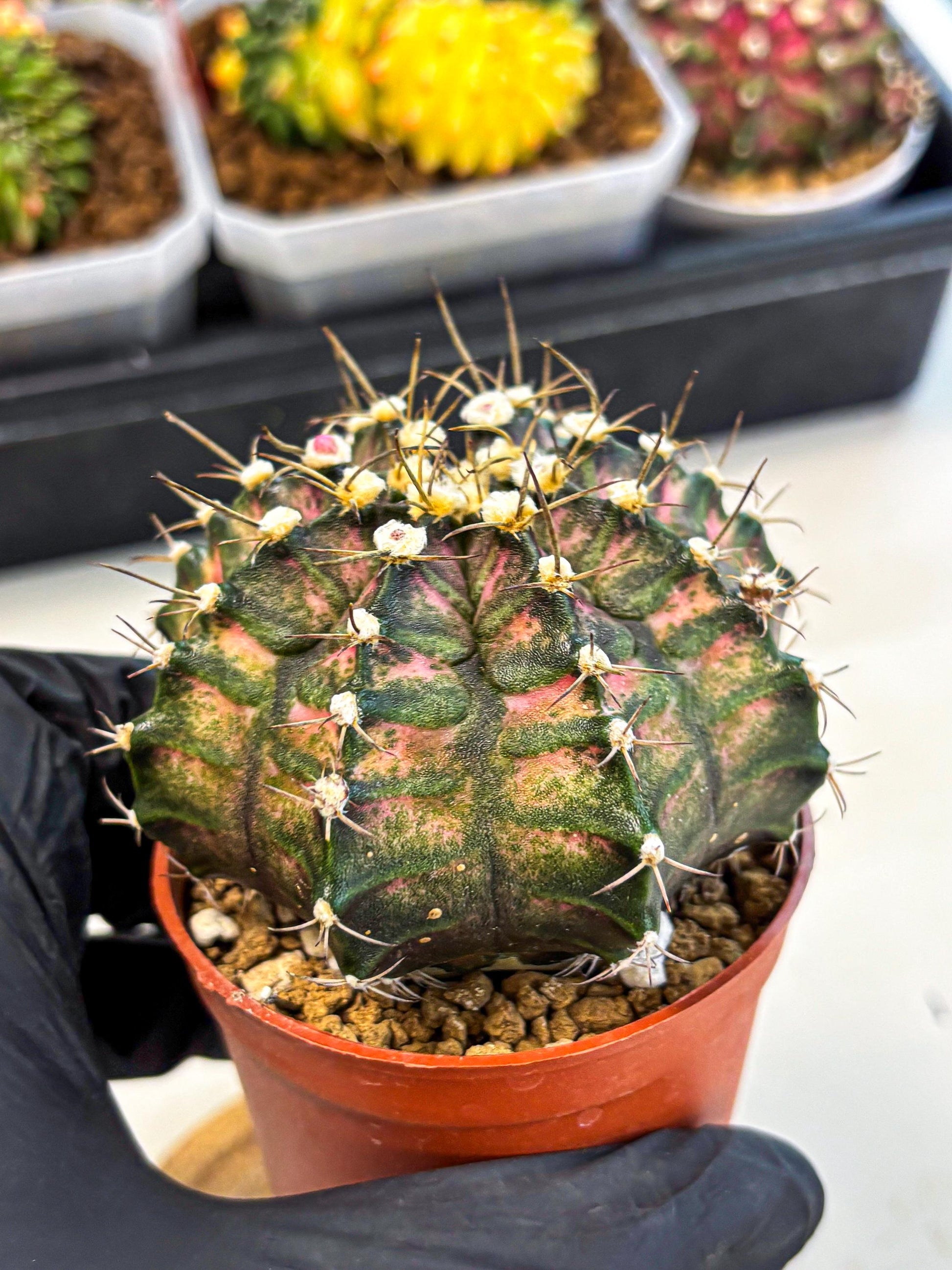 Gymnocalycium T-Rex (oo) (py) | Variegated Cactus